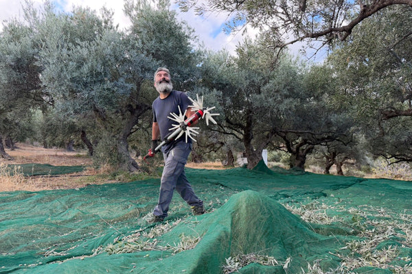 Harvest 2026 Is Coming: Fresh Early Harvest Olive Oil, Direct from My Farm in Crete