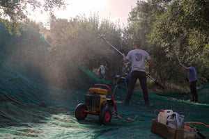 Fresh Harvest 2025–26: Sopato Extra Virgin Organic Greek Olive Oil Is Here