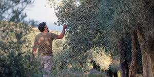 From Farmer to Bottle: The Story Behind Sopato Olive Oil