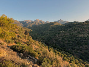 Where Sopato Olive Oil Comes From: George’s Fields in the Mountains of Crete