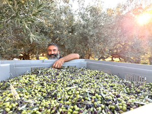 How to Find the Best Extra Virgin Olive Oil: 5 Simple Checks