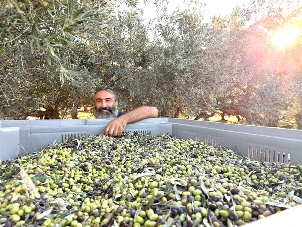 How to Find the Best Extra Virgin Olive Oil: 5 Simple Checks