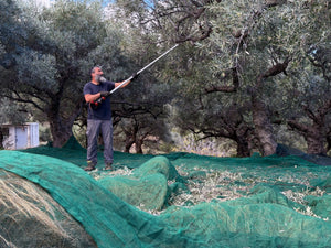 The 2025 Olive Harvest Has Begun in Crete