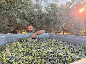 Single-Origin Extra Virgin Olive Oil – Oct/Nov Harvest 2025 from Greece (Organic / Bio Certified)